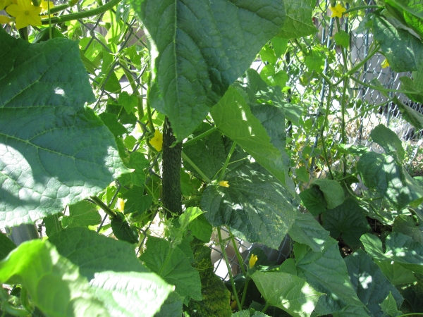 Japanese cucumbers thanks to saved seed from Old Husher