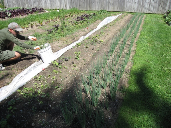 Weeding! You can see the difference by looking at the weeded bed of green onions.
