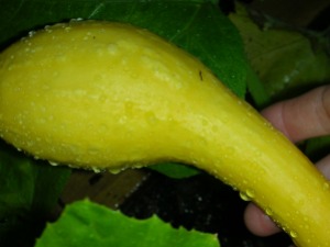first yellow squash almost ready to pick!