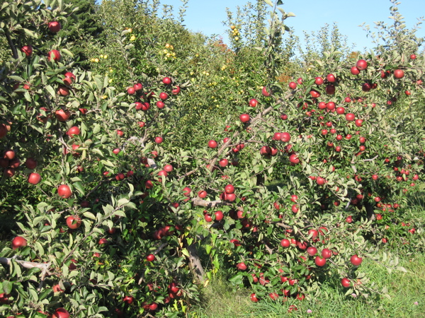 great crop of apples this year