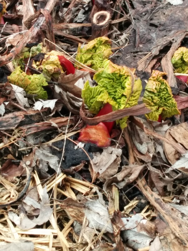 Rhubarb crown coming to life!